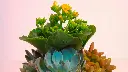 Kalanchoe