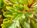 unsplash_bTP6Ze3eGH0_kalanchoe.webp.jpg.jpg.jpg