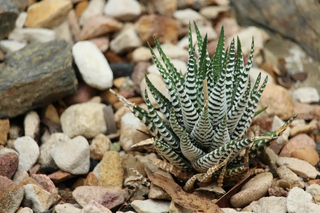 unsplash_w9AMOavmw4s_zebra plant.webp