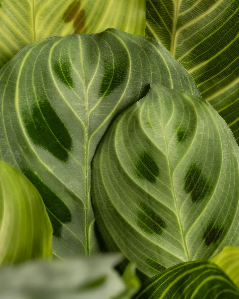 unsplash_hox5AvbFZFo_maranta.webp.jpg