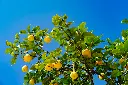 unsplash_cUaXzFXVKkA_round lemon tree.webp