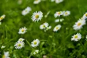 unsplash_hHk_d5V2kbk_daisy plant.webp.jpg.jpg