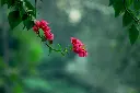 unsplash_1iOdr8rQwk4_bougainvillea .webp