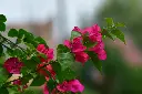 unsplash_DBrfVndwXWY_bougainvillea .webp.jpg