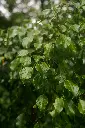 unsplash_alIlx_mBUoE_ficus benjamina.webp.jpg