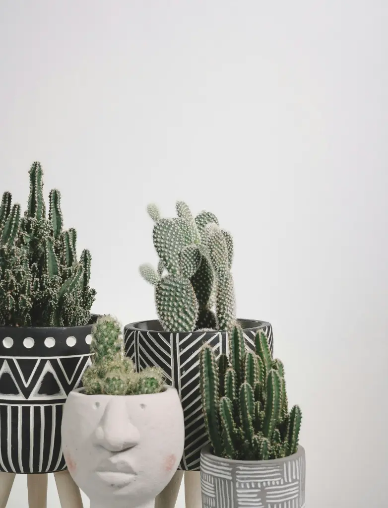 unsplash_gilWd4lo9tk_fairy castle cactus.webp