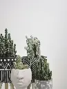 unsplash_gilWd4lo9tk_fairy castle cactus.webp