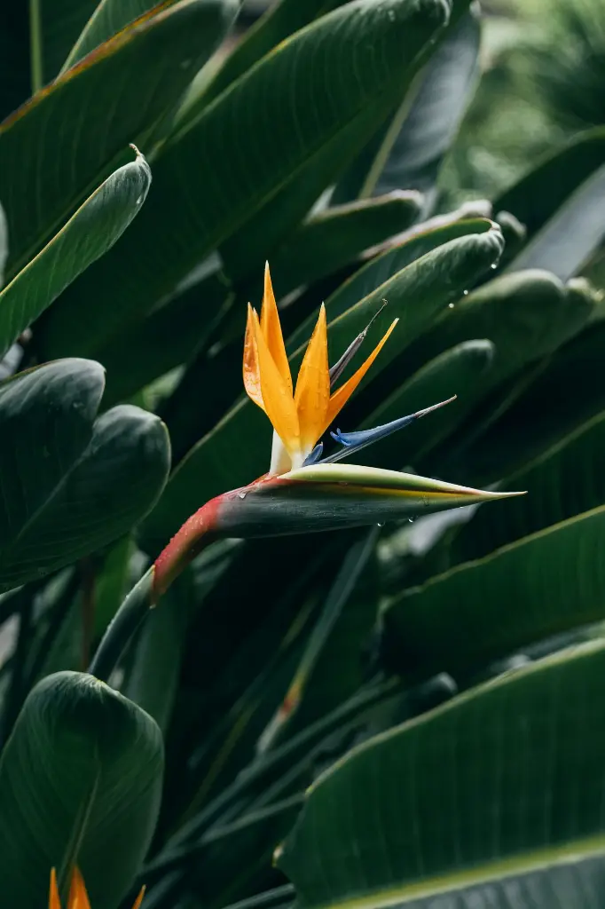 unsplash_a4PRSLVQpEc_bird of paradise.webp