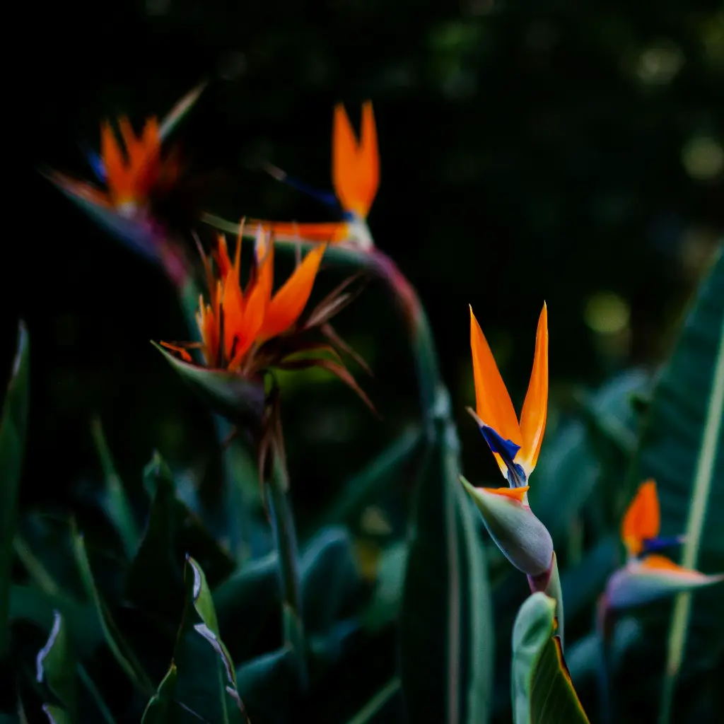 unsplash_M5oHfkxQeY4_bird of paradise.webp.jpg