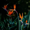 unsplash_M5oHfkxQeY4_bird of paradise.webp.jpg