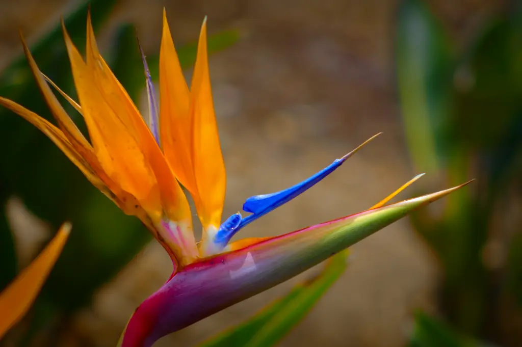 unsplash_7SP-oHeX4qY_bird of paradise.webp.jpg.jpg