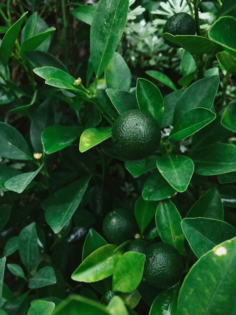 unsplash_gUeJzTbTM8s_citrus plant.webp