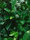 unsplash_gUeJzTbTM8s_citrus plant.webp