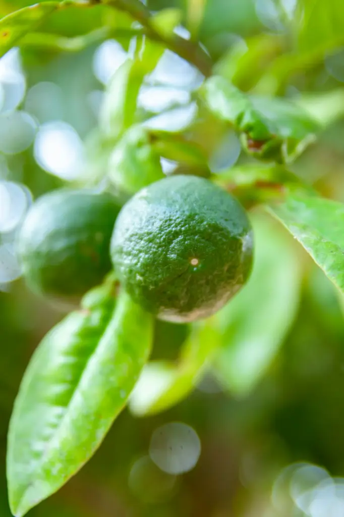 unsplash_05Egq_f9ISw_citrus plant.webp.jpg