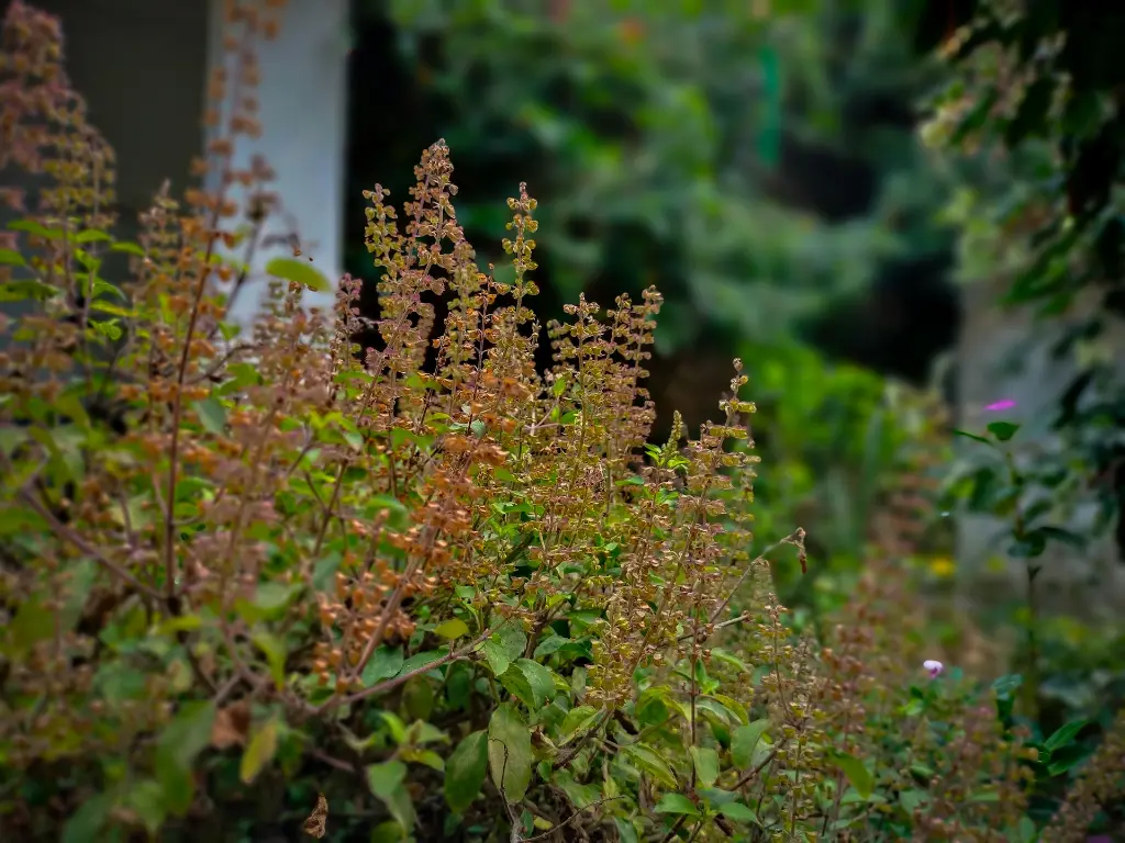 unsplash_clMuW2_iDZo_tulasi.webp