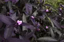 unsplash_94NqF6QzPnk_purple heart plant.webp