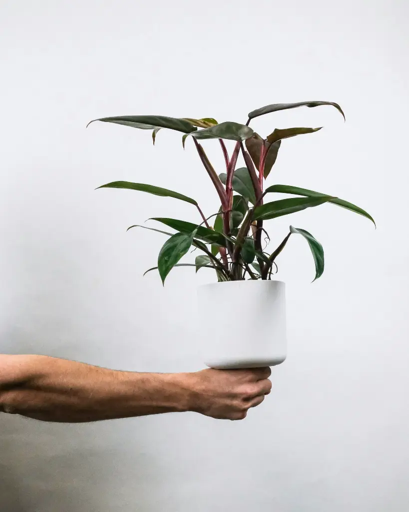 unsplash_DIJuiB43Ebg_red emerald philodendron.webp