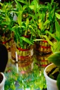 Lucky Bamboo