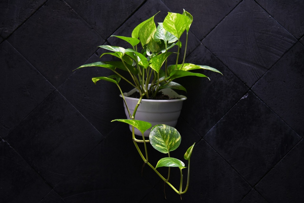 pothos