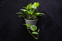 pothos