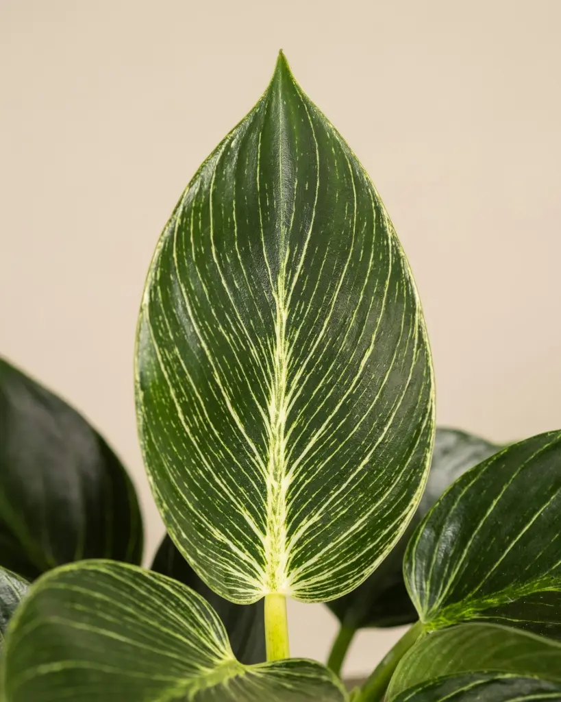 unsplash_BqQAF_WFygA_philodendron birkin.webp.jpg