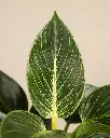 unsplash_BqQAF_WFygA_philodendron birkin.webp.jpg