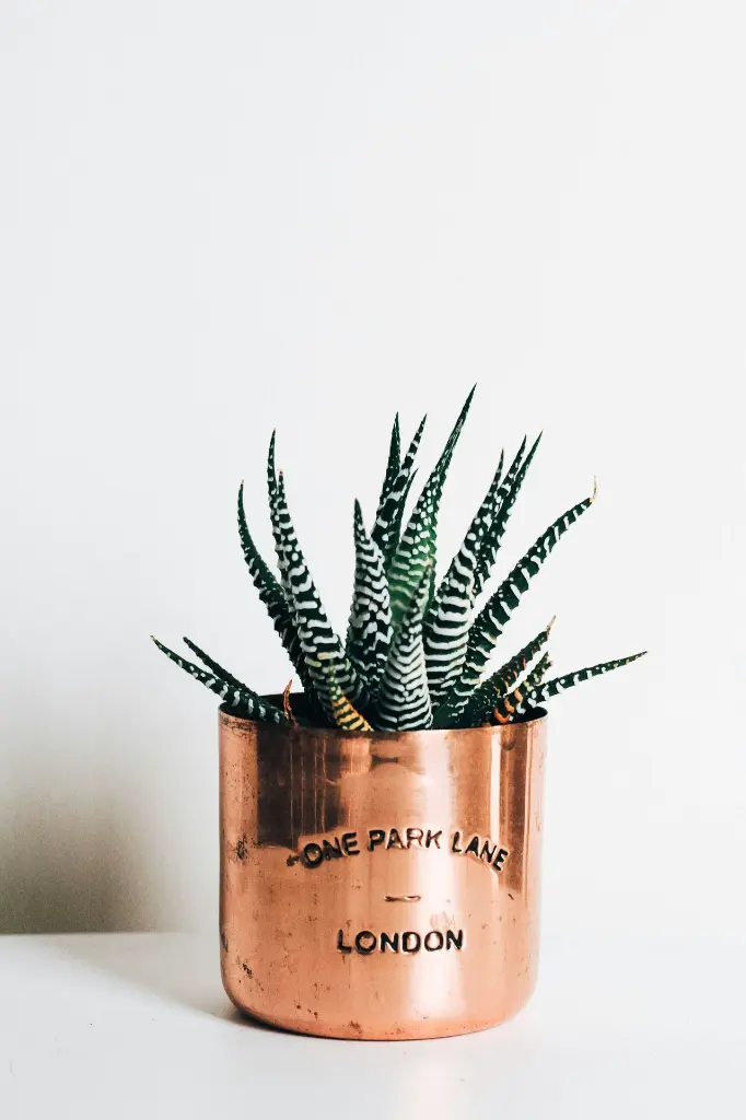 unsplash_ylNifQf8TiY_ZEBRA PLANT.webp