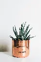 unsplash_ylNifQf8TiY_ZEBRA PLANT.webp