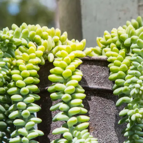 Burros tail