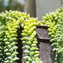 Burros tail
