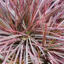 Dracaena Marginata