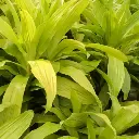 Dracaena Limelight