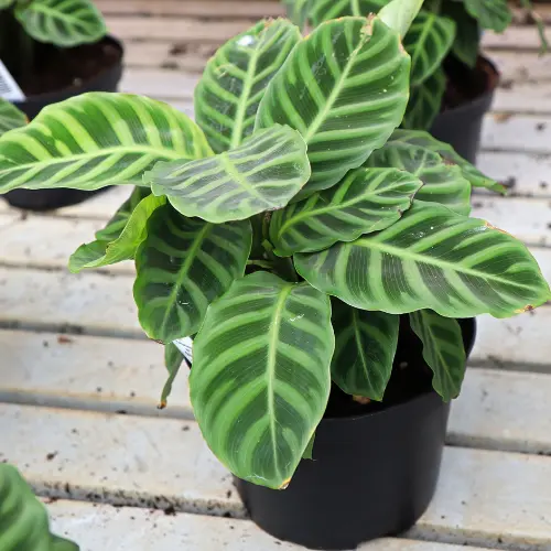 Calathea Zebrina