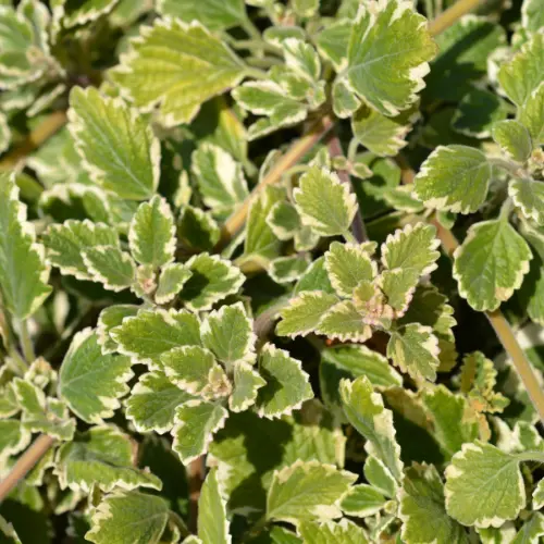Swedish ivy