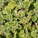 Swedish ivy