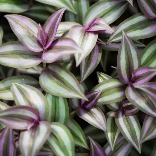 Wandering jew