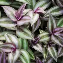 Wandering jew