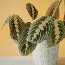 Prayer plant