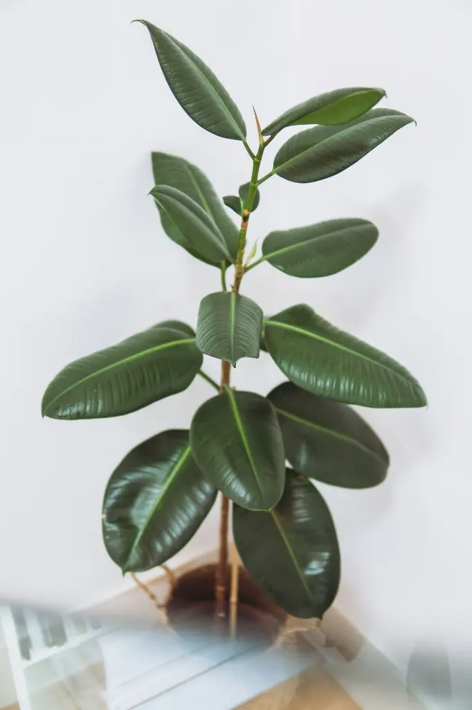 unsplash_Dze_6fnPIKk_rubber plant.webp