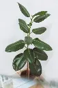 unsplash_Dze_6fnPIKk_rubber plant.webp