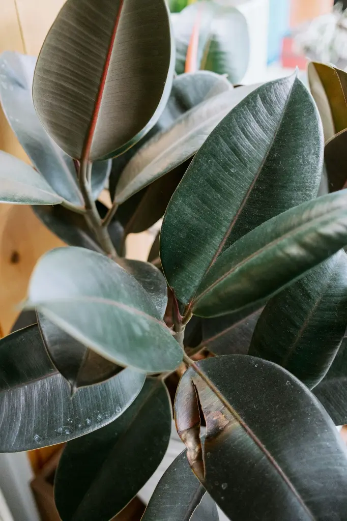 unsplash_VrAQff2T_qY_rubber plant.webp.jpg