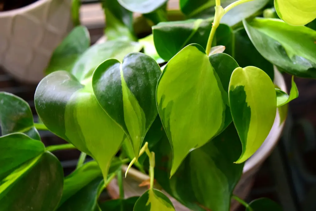 unsplash_qqD2afwxIqk_philodendron brasil.webp