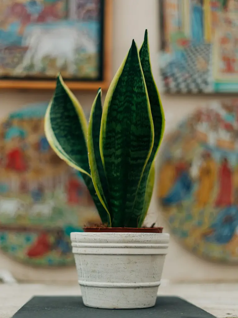 unsplash_m7Gos2-mS-A_snake plant.webp