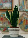 unsplash_m7Gos2-mS-A_snake plant.webp