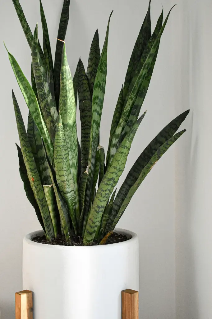 unsplash_vOHuRvK6UXE_snake plant.webp