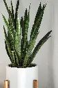unsplash_vOHuRvK6UXE_snake plant.webp