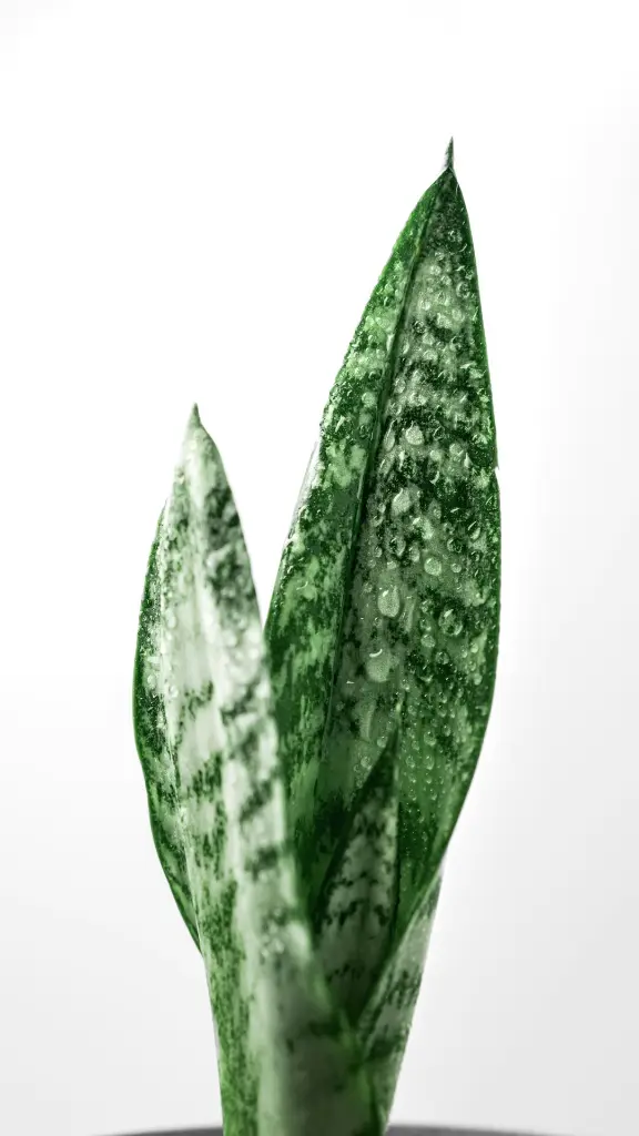 unsplash_f2ZBn6NvKbg_snake plant.webp.jpg