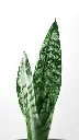 unsplash_f2ZBn6NvKbg_snake plant.webp.jpg