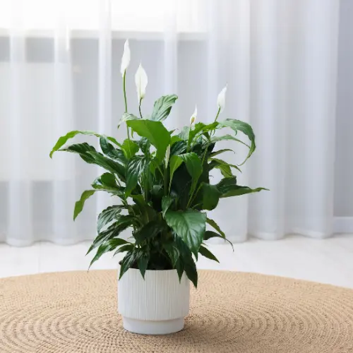 Peace lily 