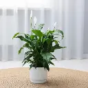Peace lily 